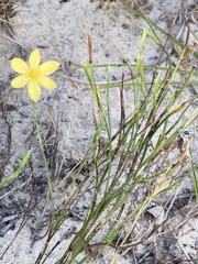 Sisyrinchium vaginatum