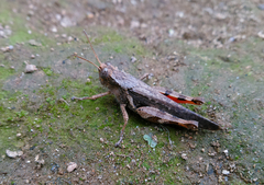 Catantopinae