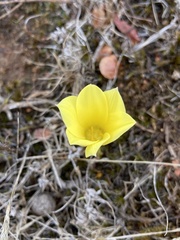 Zephyranthes americana