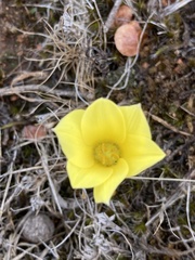 Zephyranthes americana
