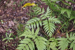 Pteris wallichiana