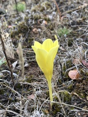 Zephyranthes americana
