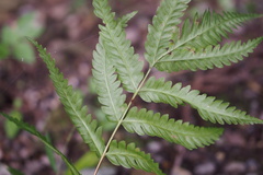 Pteris wallichiana