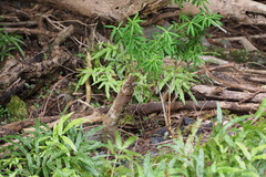 Daphne pseudomezereum