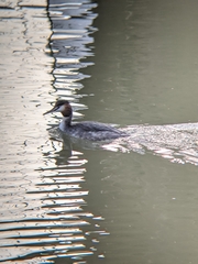 Podiceps cristatus