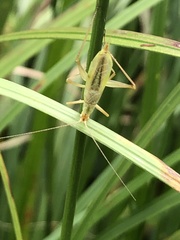 Oecanthus longicauda