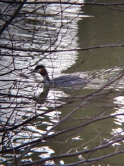 Podiceps cristatus