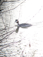 Podiceps cristatus