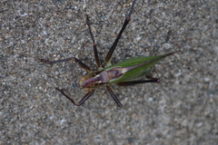 Tettigonia orientalis