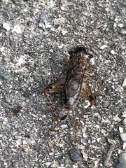 Loxoblemmus doenitzi