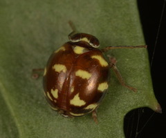 Hemisphaeriina