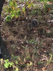 Sciurus carolinensis