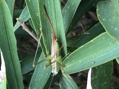 Conocephalus exemptus
