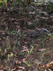 Sciurus carolinensis
