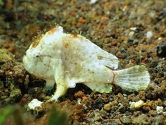 Nudiantennarius subteres