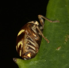 Hemisphaeriina