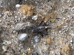 Loxoblemmus arietulus