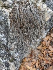 Scrophularia rupestris