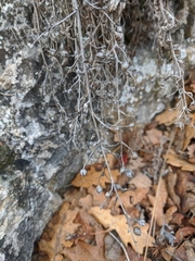 Scrophularia rupestris