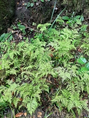 Cheilanthes bergiana