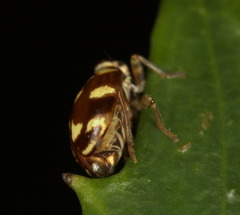 Hemisphaeriina