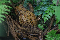 Bufo formosus