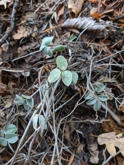 Hedysarum candidum