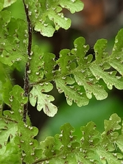 Cheilanthes bergiana