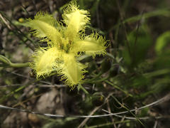 Villarsia capensis