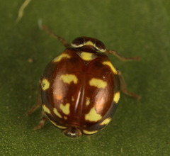 Hemisphaeriina