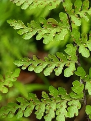 Cheilanthes bergiana