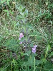 Stachys heraclea