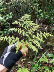 Cheilanthes bergiana