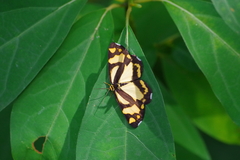 Psychostrophia melanargia