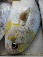 Trachinotus blochii