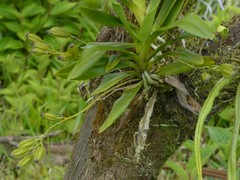 Angraecum calceolus image