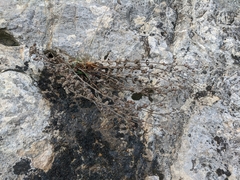 Scrophularia rupestris