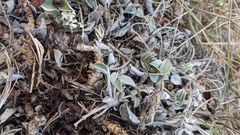 Hedysarum candidum