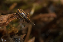 Prasocuris phellandrii