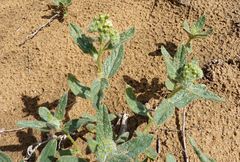 Tournefortia sogdiana