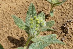 Tournefortia sogdiana