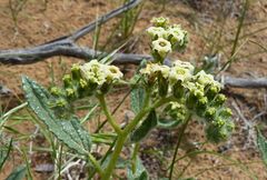 Tournefortia sogdiana