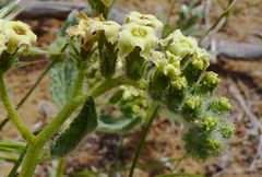Tournefortia sogdiana