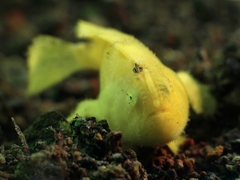 Antennarius striatus