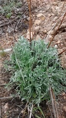 Artemisia campestris pacifica