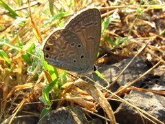 Euchrysops cnejus cnejus