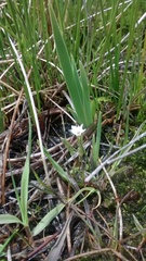 Gentiana fremontii
