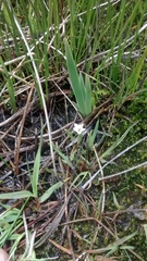 Gentiana fremontii