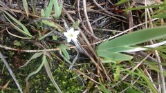 Gentiana fremontii
