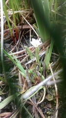 Gentiana fremontii